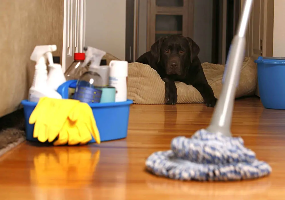 House Cleaning Services Denver, CO